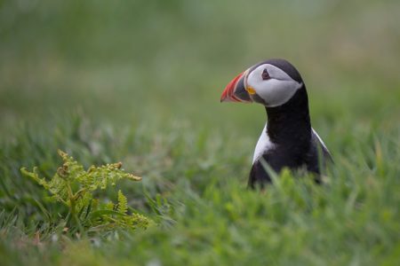Hoopoes and Puffins