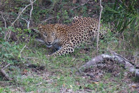 Leopards and Puffbacks