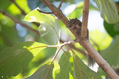 Elephants and Palm Squirrels