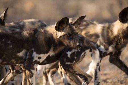 Painted Wolves & Bustards